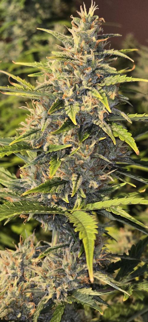 Fastbuds autoflower run. Week 9