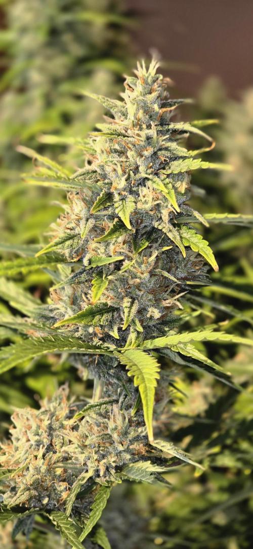 Fastbuds autoflower run. Week 9