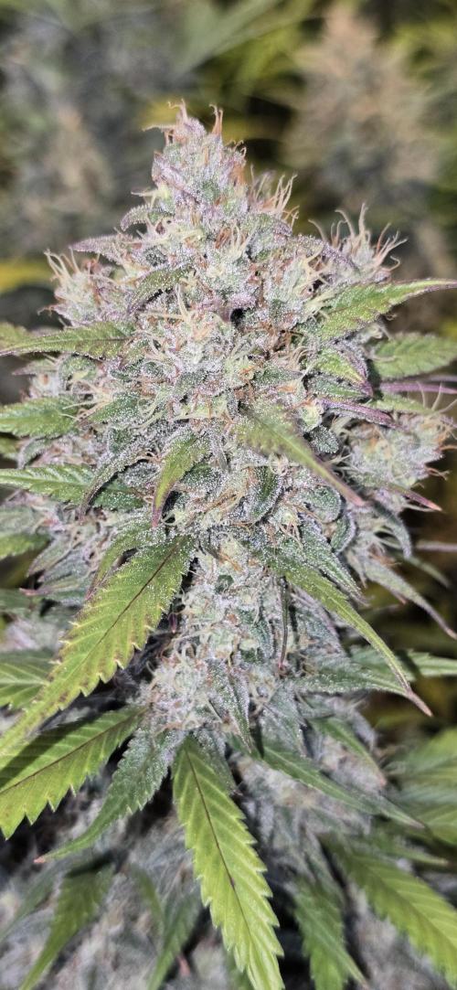 Fastbuds autoflower run. Week 9