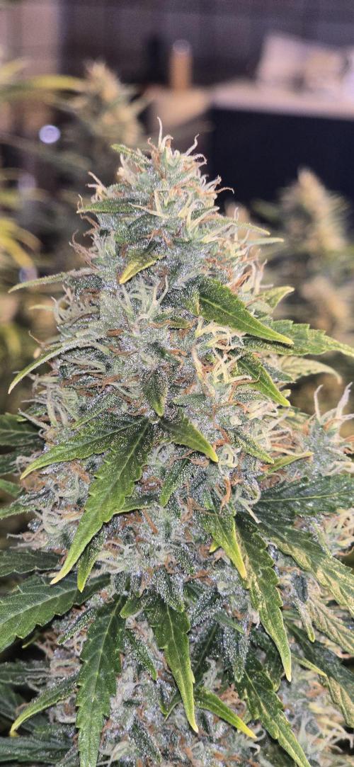Fastbuds autoflower run. Week 9