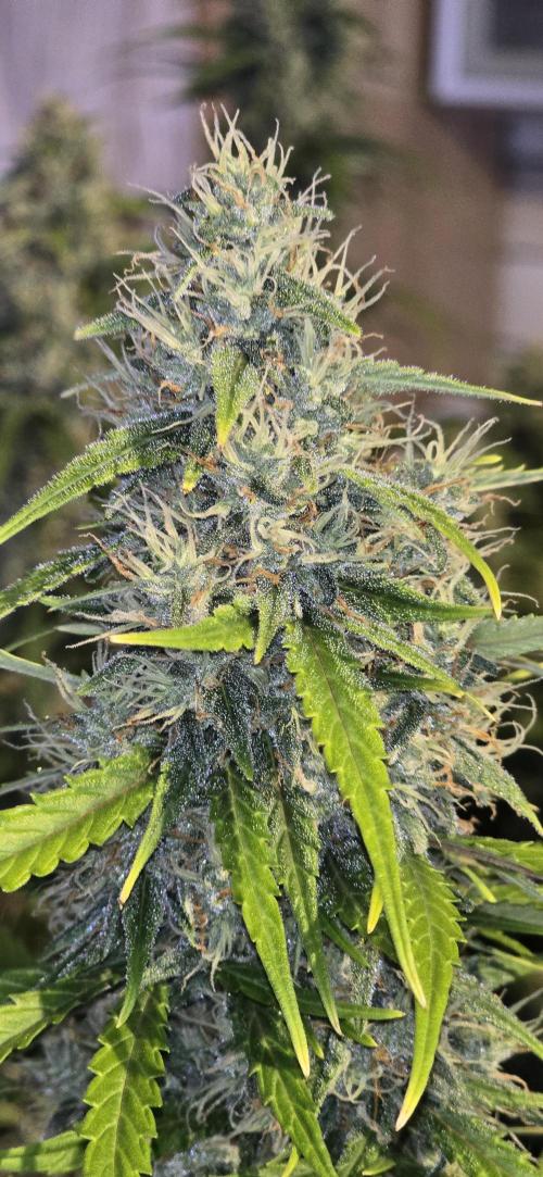 Fastbuds autoflower run. Week 9
