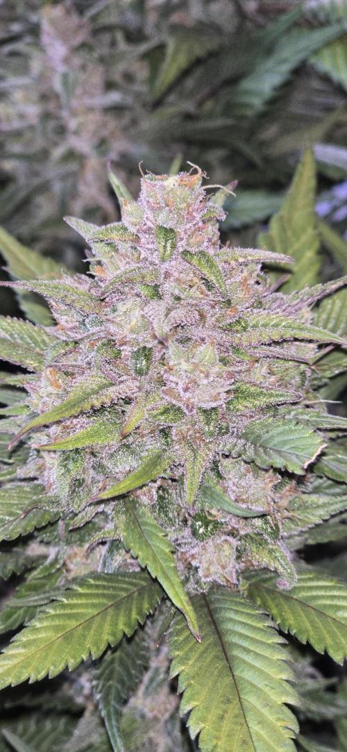 Fastbuds autoflower run. Week 9