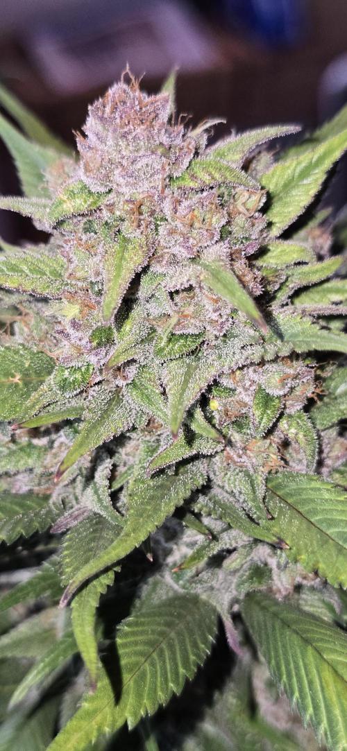 Fastbuds autoflower run. Week 9