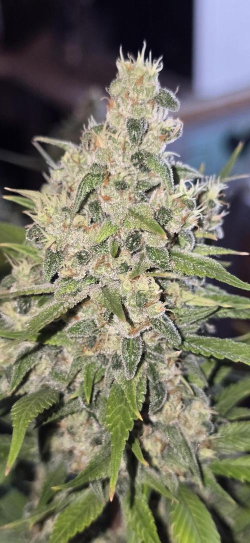 Fastbuds autoflower run. Week 9