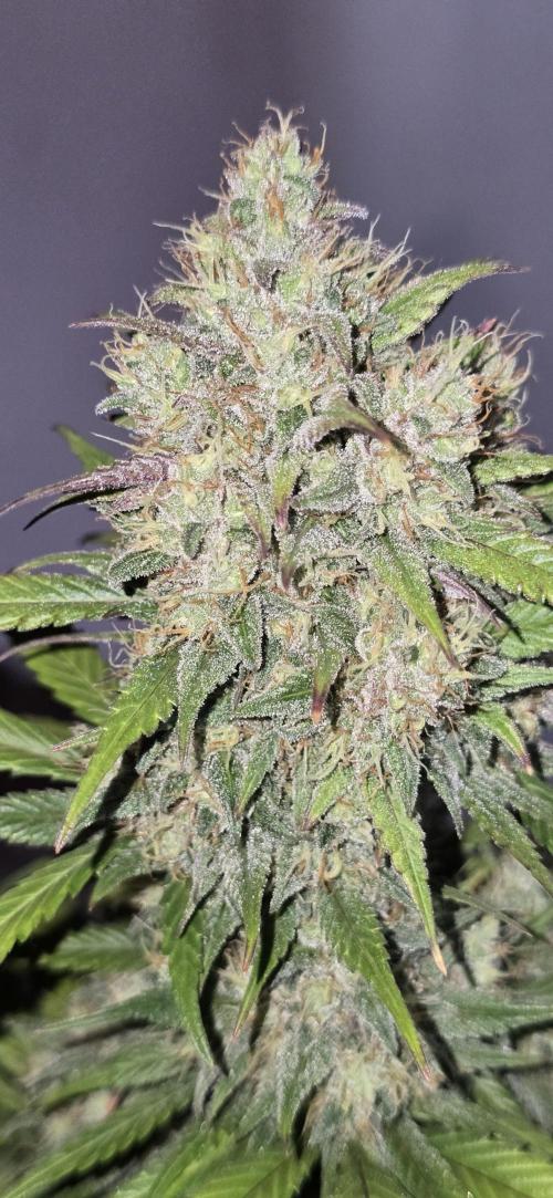 Fastbuds autoflower run. Week 9