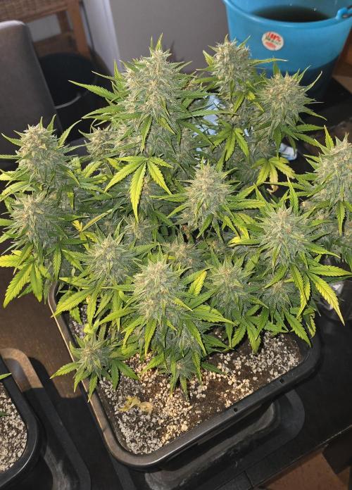 Fastbuds autoflower run. Week 10