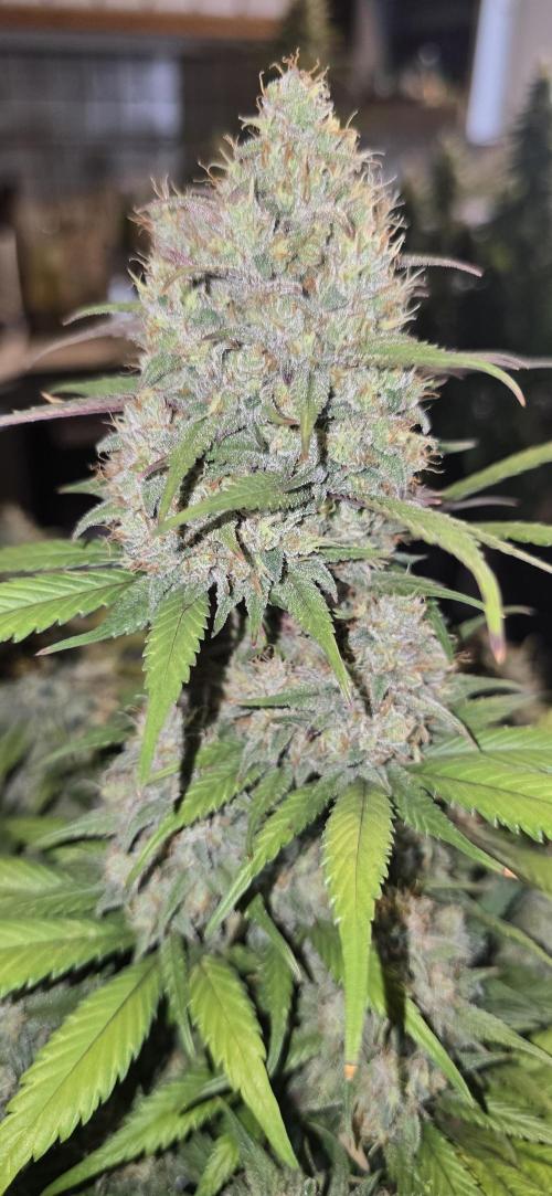 Fastbuds autoflower run. Week 10