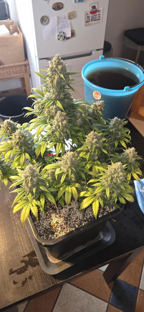 Fastbuds autoflower run. Week 10