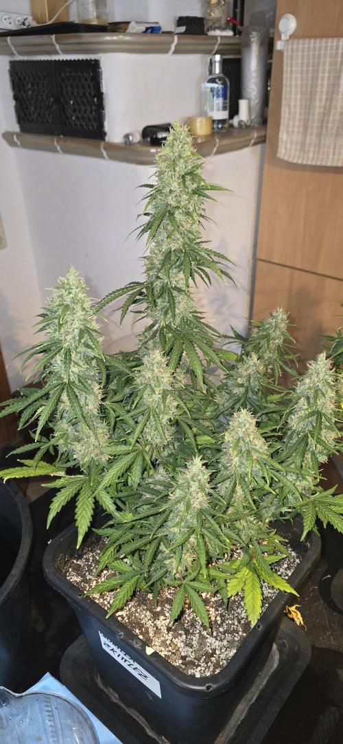 Fastbuds autoflower run. Week 10