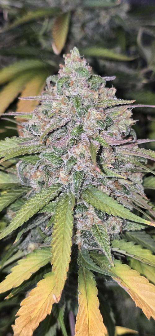 Fastbuds autoflower run. Week 10