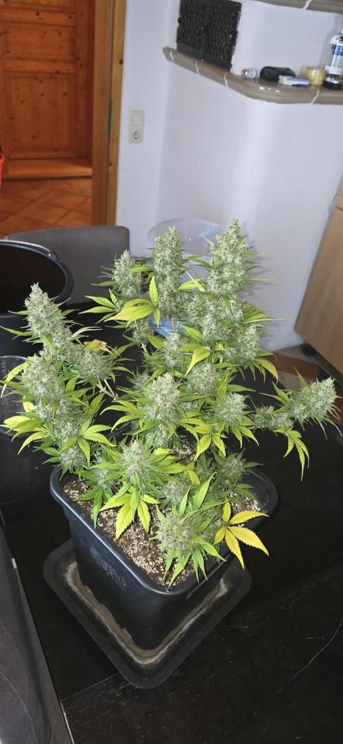 Fastbuds autoflower run. Week 10