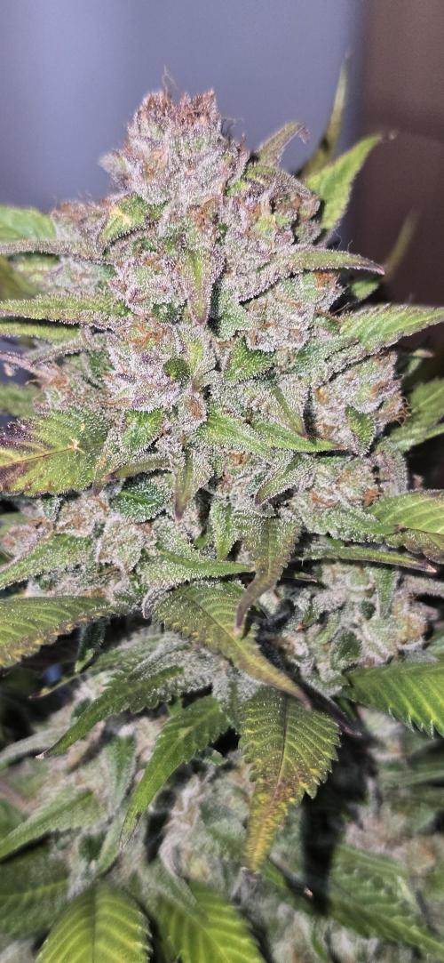 Fastbuds autoflower run. Week 10