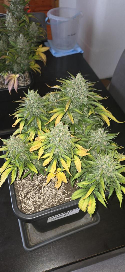 Fastbuds autoflower run. Week 10