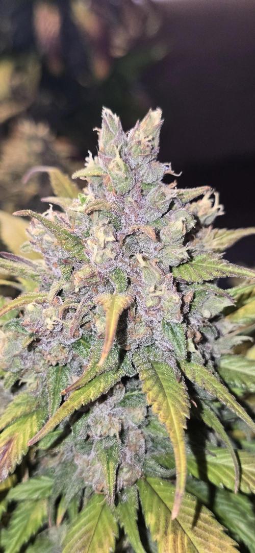 Fastbuds autoflower run. Week 10