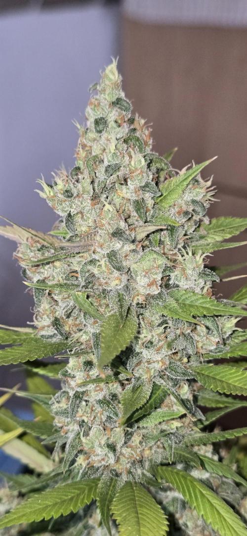 Fastbuds autoflower run. Week 10