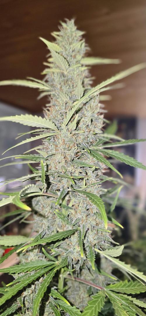 Fastbuds autoflower run. Week 10