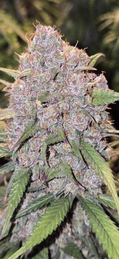 Fastbuds autoflower run. Week 11 - Gorilla Cookies