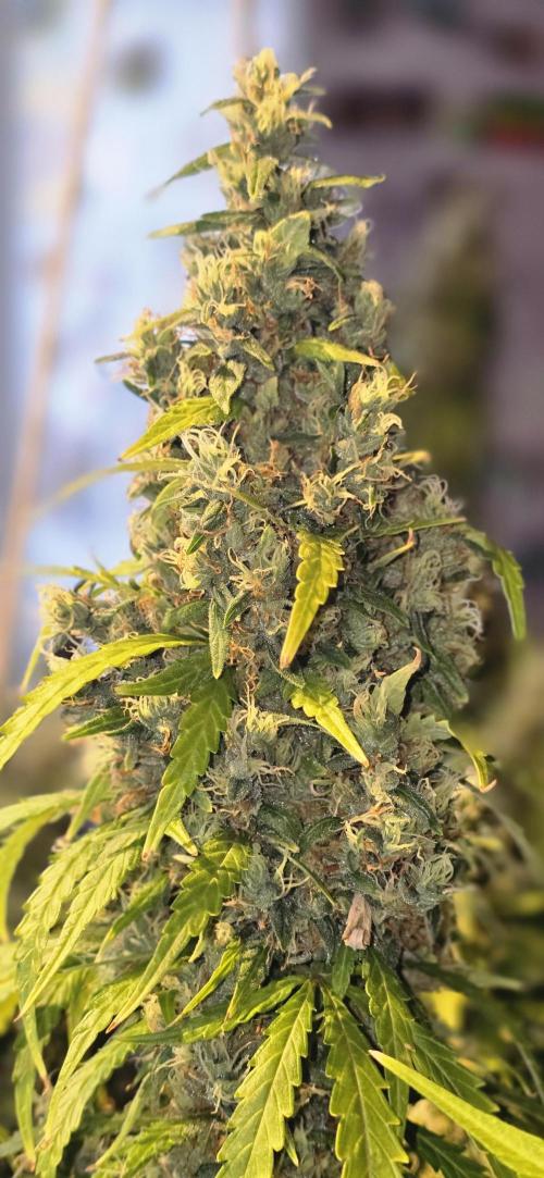 Fastbuds autoflower run. Week 11 - GorillaZ