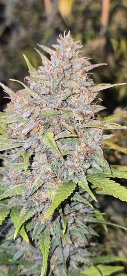 Fastbuds autoflower run. Week 11 - Gorilla Cookies