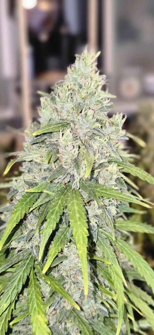 Fastbuds autoflower run. Week 11 - Gorilla Z