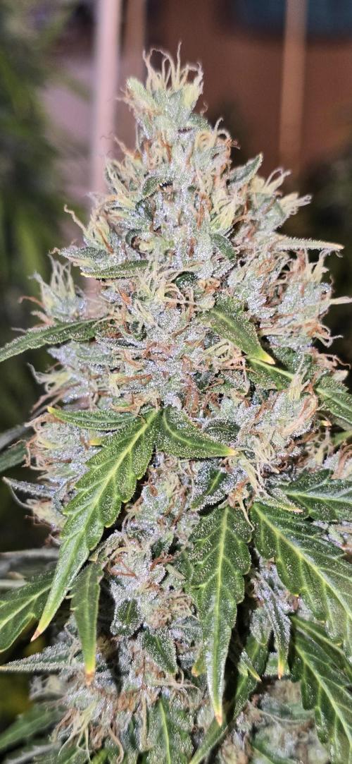 Fastbuds autoflower run. Week 11 - Gorilla Z