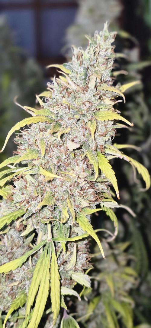 Fastbuds autoflower run. Week 12