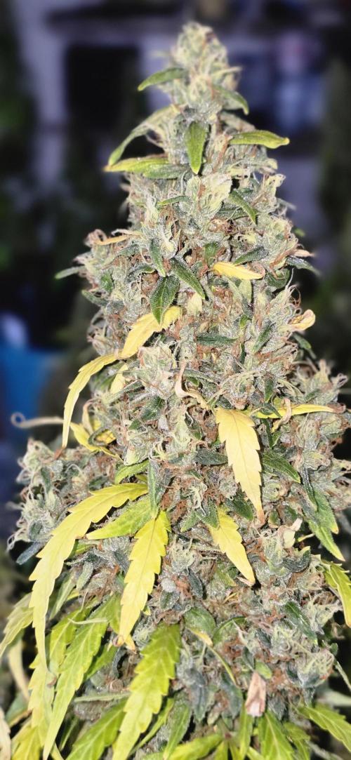 Fastbuds autoflower run. Week 12
