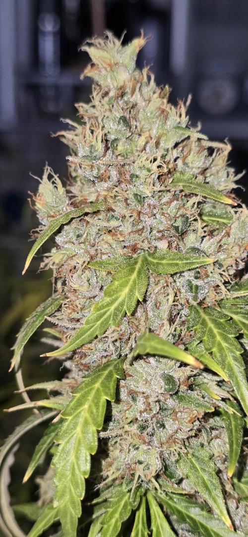 Fastbuds autoflower run. Week 12