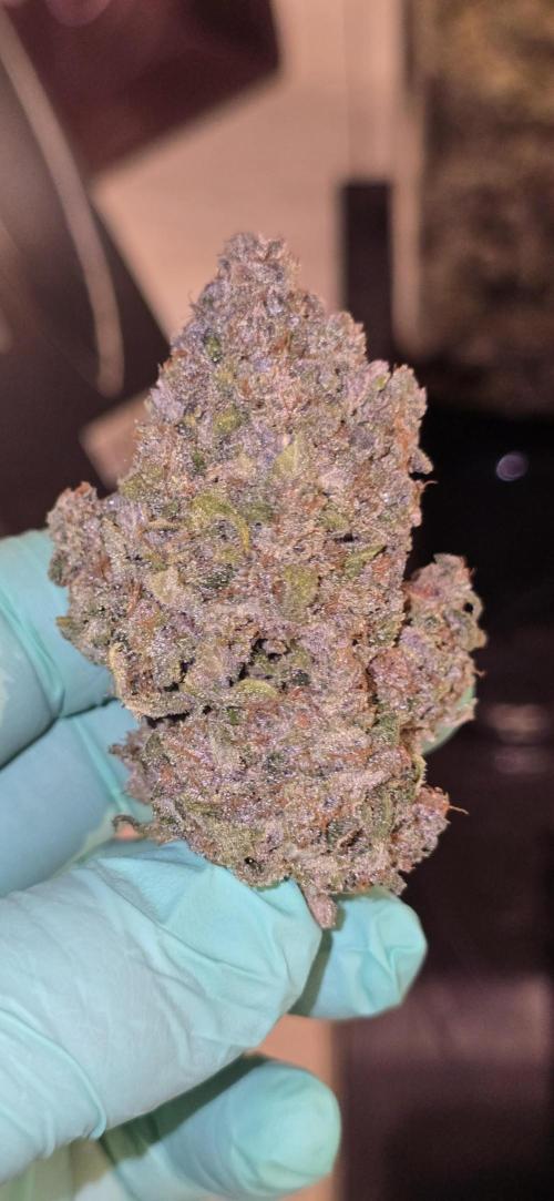 Fastbuds autoflower run. Week 13