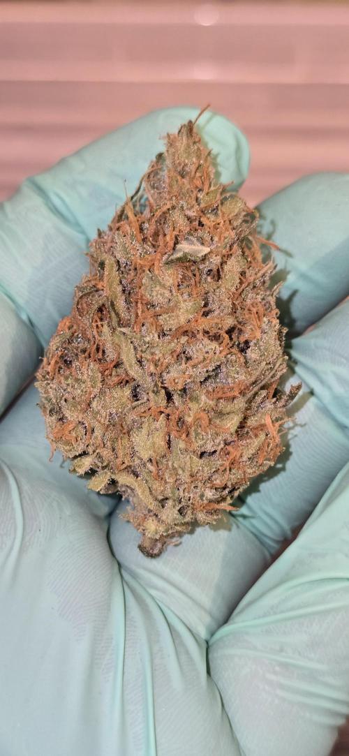 Fastbuds autoflower run. Week 13