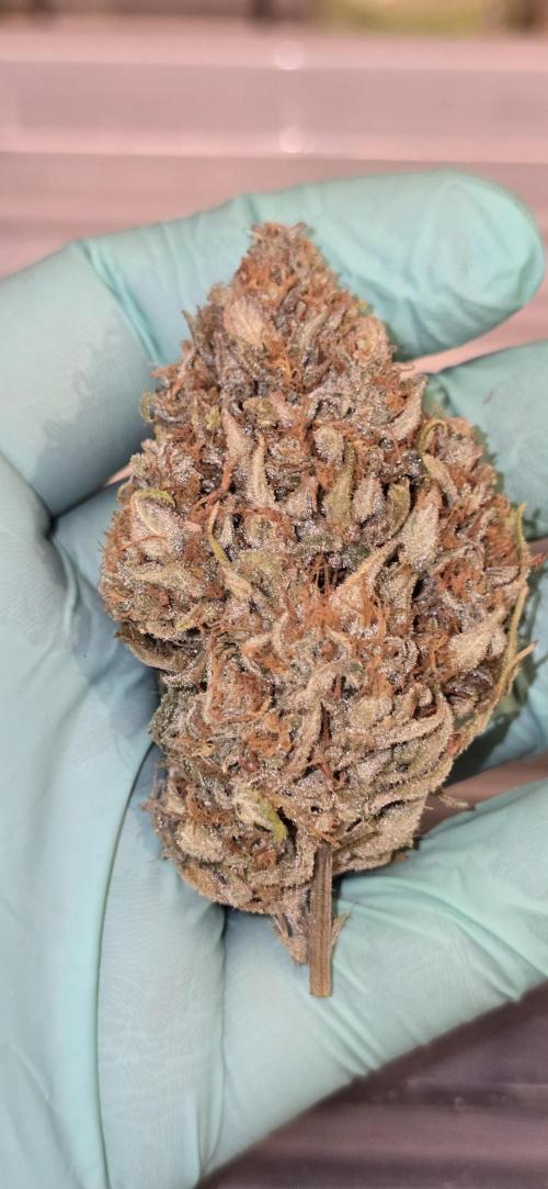 Fastbuds autoflower run. Week 13