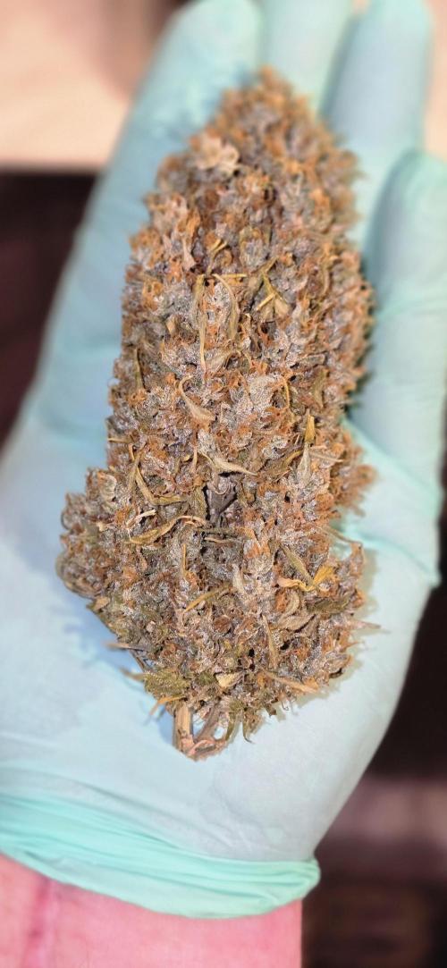 Fastbuds autoflower run. Week 13