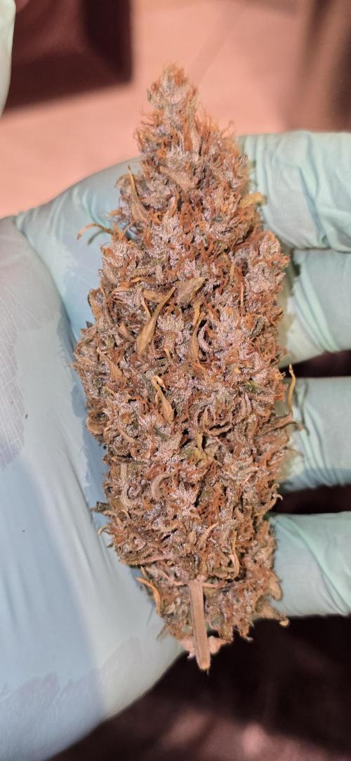 Fastbuds autoflower run. Week 13
