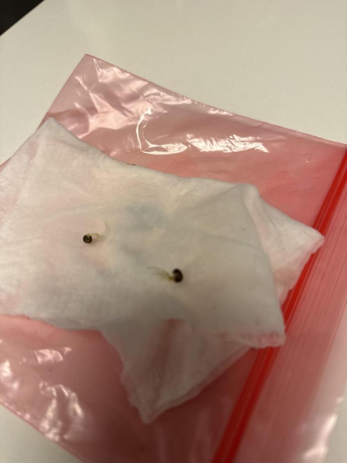 Blue Dream / Kosher Kush. Week 0