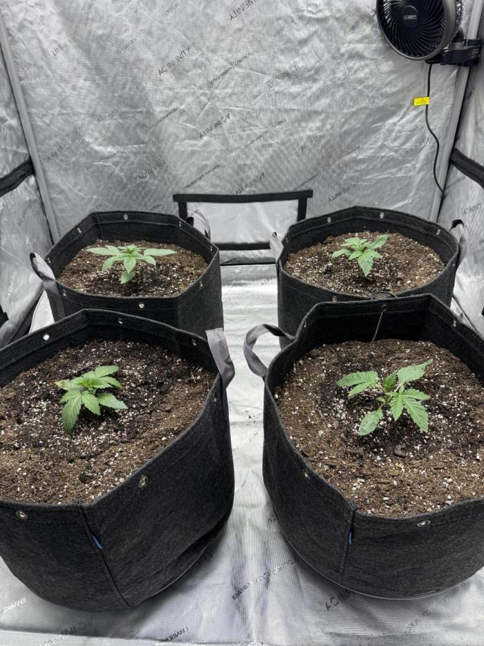 Blue Dream / Kosher Kush. Week 2 - Developing new leaf sets. The first set of true leaves look a little deformed.  