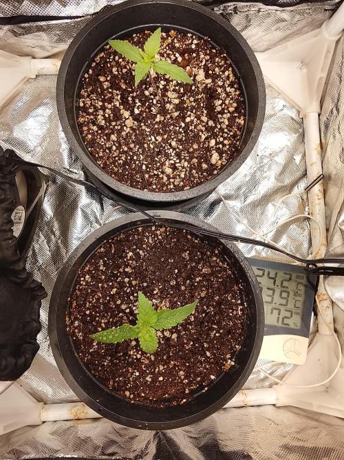 ETHOS Grape Diamonds & Lemon Cherry Pie. Week 1 - 11 April