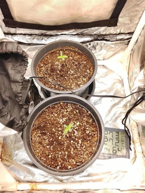 ETHOS Grape Diamonds & Lemon Cherry Pie. Week 1