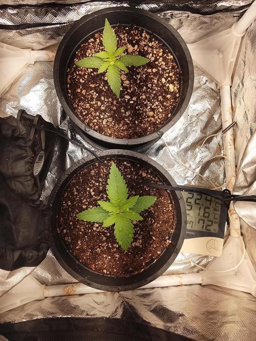 ETHOS Grape Diamonds & Lemon Cherry Pie. Week 2 - 13/04