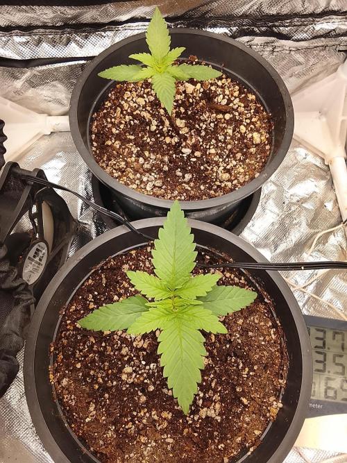ETHOS Grape Diamonds & Lemon Cherry Pie. Week 2 - 13/04