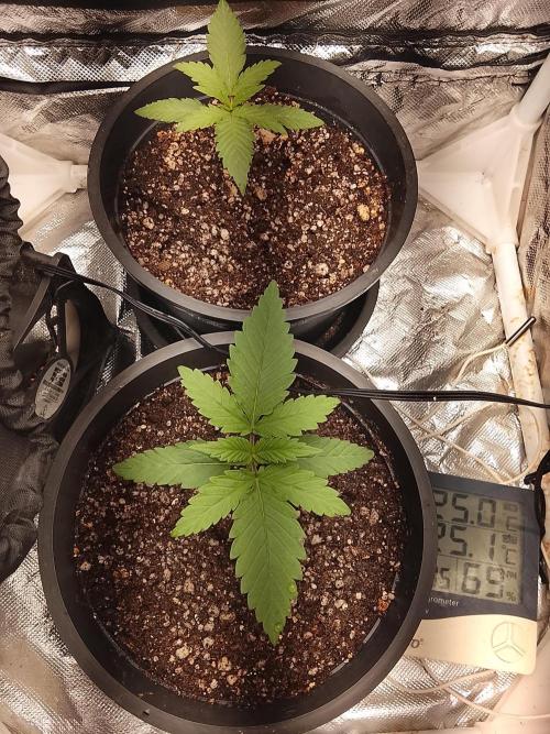 ETHOS Grape Diamonds & Lemon Cherry Pie. Week 2 - 14/04