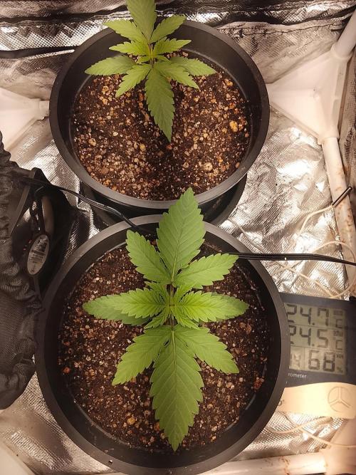 ETHOS Grape Diamonds & Lemon Cherry Pie. Week 2 - 15/04