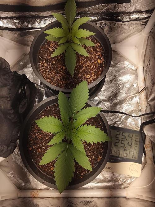 ETHOS Grape Diamonds & Lemon Cherry Pie. Week 2 - 16/04