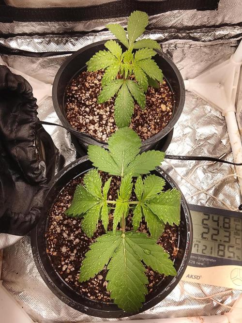 ETHOS Grape Diamonds & Lemon Cherry Pie. Week 2 - 17/04