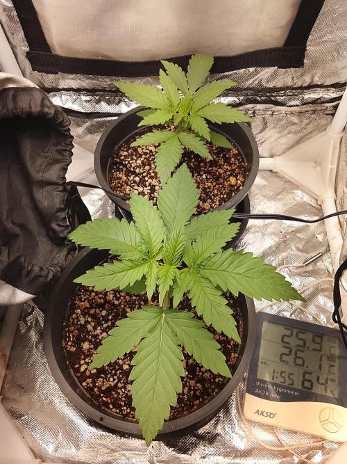 ETHOS Grape Diamonds & Lemon Cherry Pie. Week 2 - 17/04