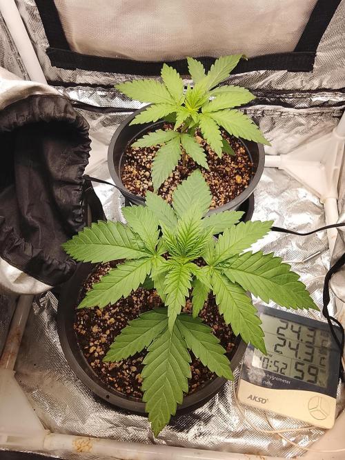 ETHOS Grape Diamonds & Lemon Cherry Pie. Week 2 - 18/04