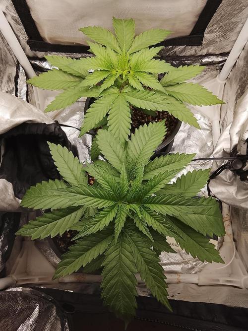 ETHOS Grape Diamonds & Lemon Cherry Pie. Week 3