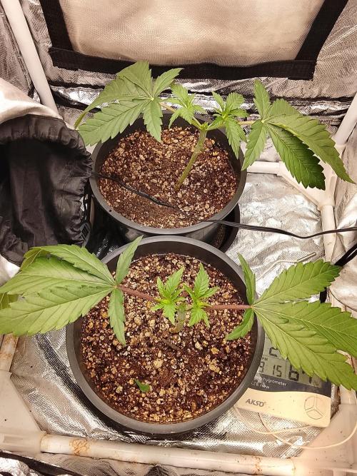 ETHOS Grape Diamonds & Lemon Cherry Pie. Week 3
