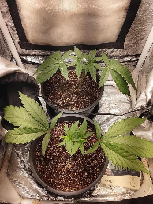 ETHOS Grape Diamonds & Lemon Cherry Pie. Week 3