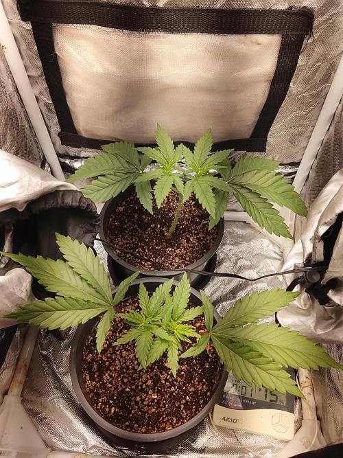 ETHOS Grape Diamonds & Lemon Cherry Pie. Week 4 - 26/04
