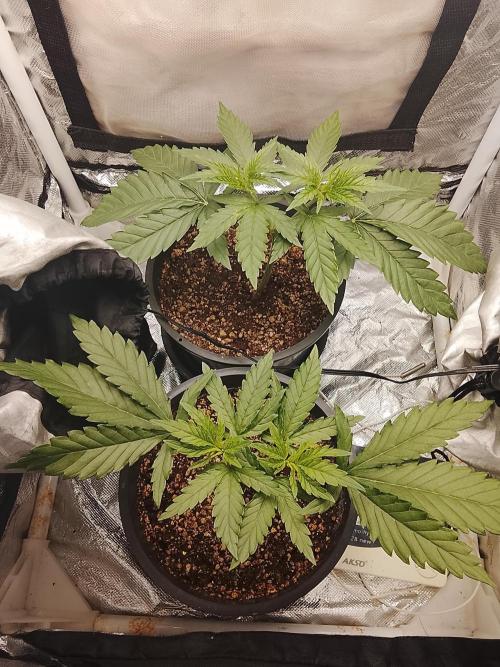 ETHOS Grape Diamonds & Lemon Cherry Pie. Week 4 - 27/04
